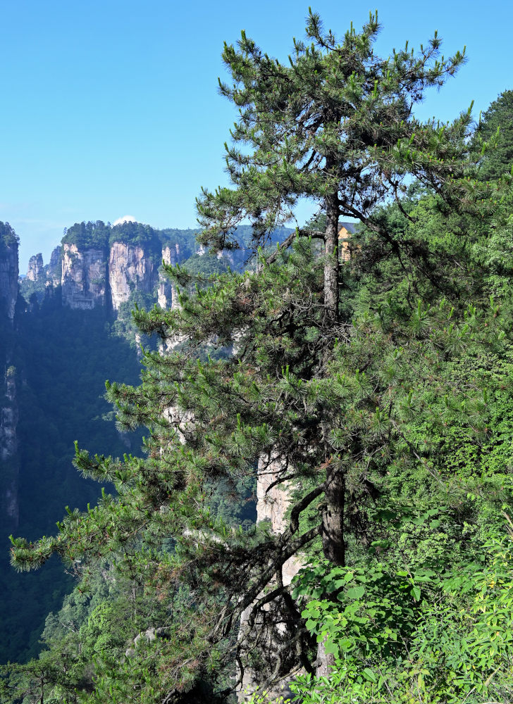 Изображение особи Pinus tabuliformis.