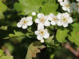 Crataegus songarica