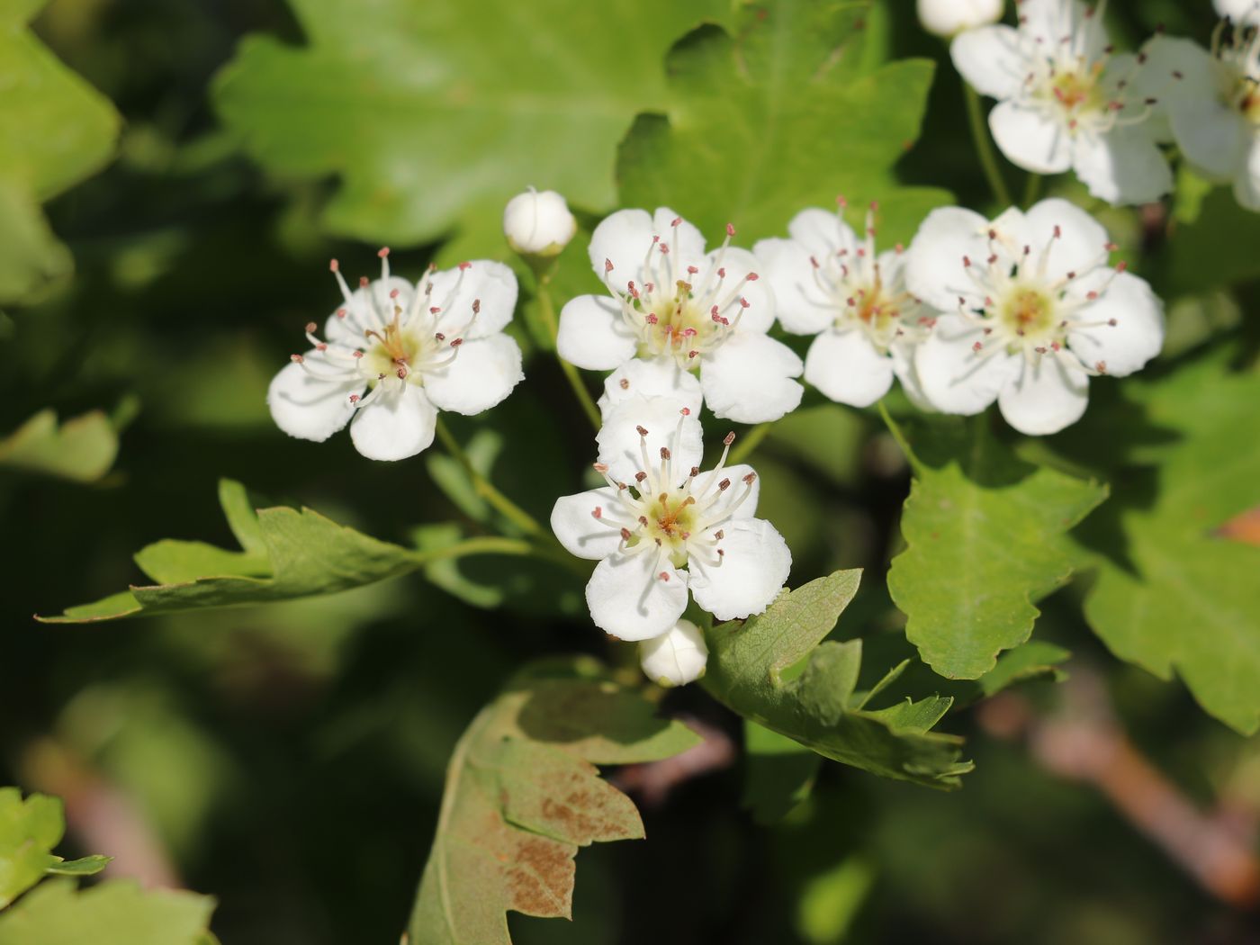 Изображение особи Crataegus songarica.