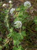 Dorycnium graecum. Верхушка цветущего растения. Крым, Южный Берег, подножие горы Аю-Даг, окр. ПГТ Партенит. 24.05.2024.