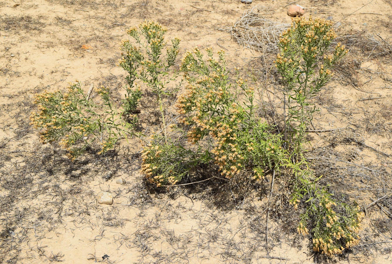 Изображение особи Acroptilon repens.