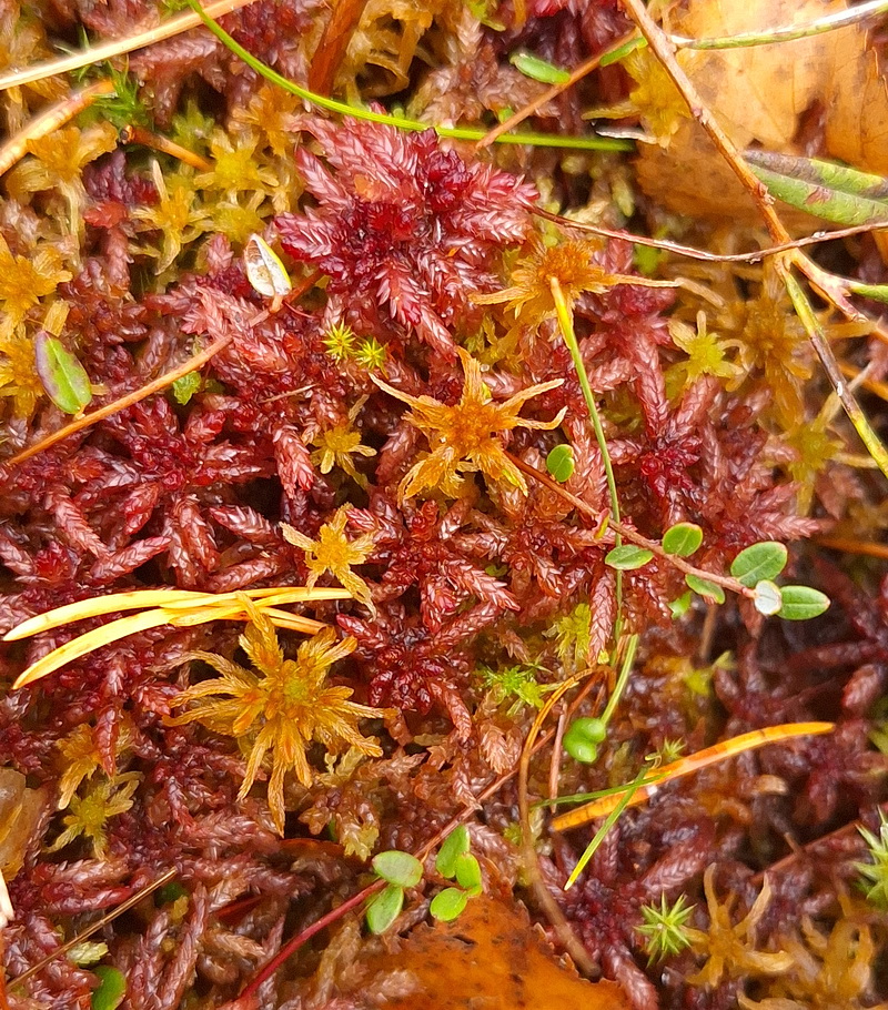 Image of Sphagnum divinum specimen.