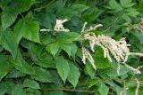 Aruncus dioicus