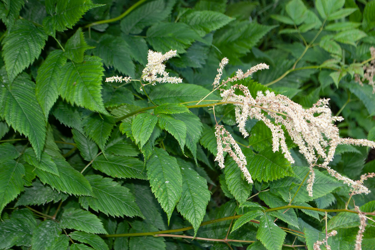 Изображение особи Aruncus dioicus.