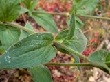 Melandrium latifolium. Часть побега. Крым, Южный Берег, ю-в склон горы Аю-Даг, возле туристической тропы. 25.05.2024.