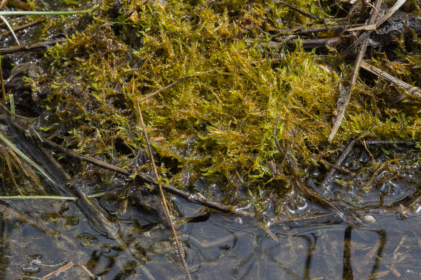 Image of class Bryopsida specimen.