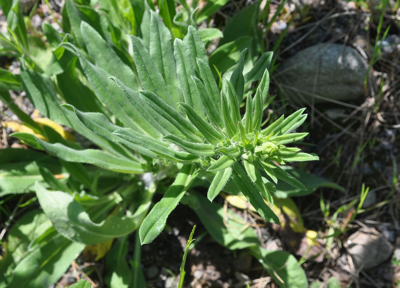 Image of Echium vulgare specimen.