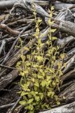 Scutellaria dependens