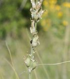 Oxytropis kasakorum