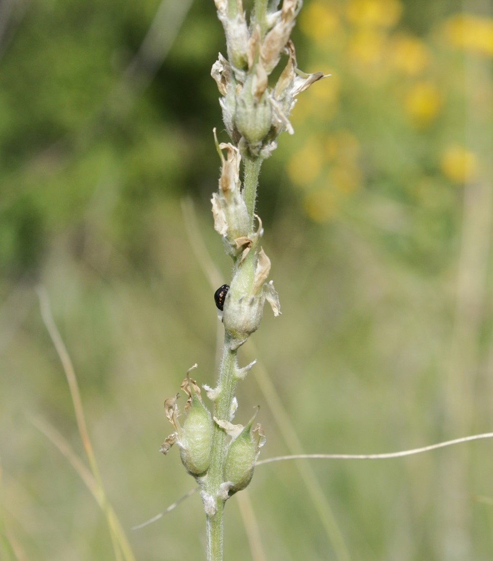 Image of Oxytropis kasakorum specimen.