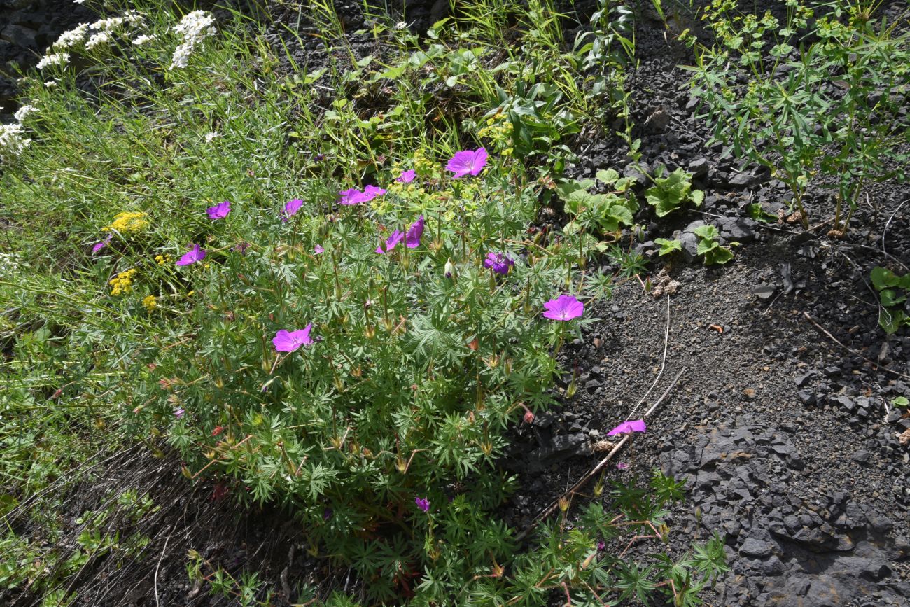 Изображение особи род Geranium.