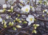 Chaenomeles speciosa. Фрагменты ветвей с цветками и бутонами ('Nivalis'). Испания, автономное сообщество Каталония, пров. Жирона, комарка Баш Эмпорда, муниципалитет Калонже, городское озеленение. 02.02.2025.