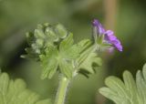 Geranium molle. Верхушка побега с цветком и бутонами. Испания, автономное сообщество Каталония, пров. Жирона, комарка Баш Эмпорда, муниципалитет Калонже, кромка залежи. 14.02.2025.