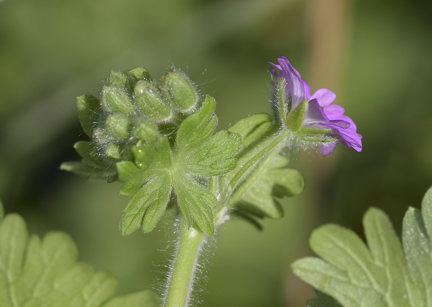 Image of Geranium molle specimen.