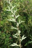 Artemisia vulgaris