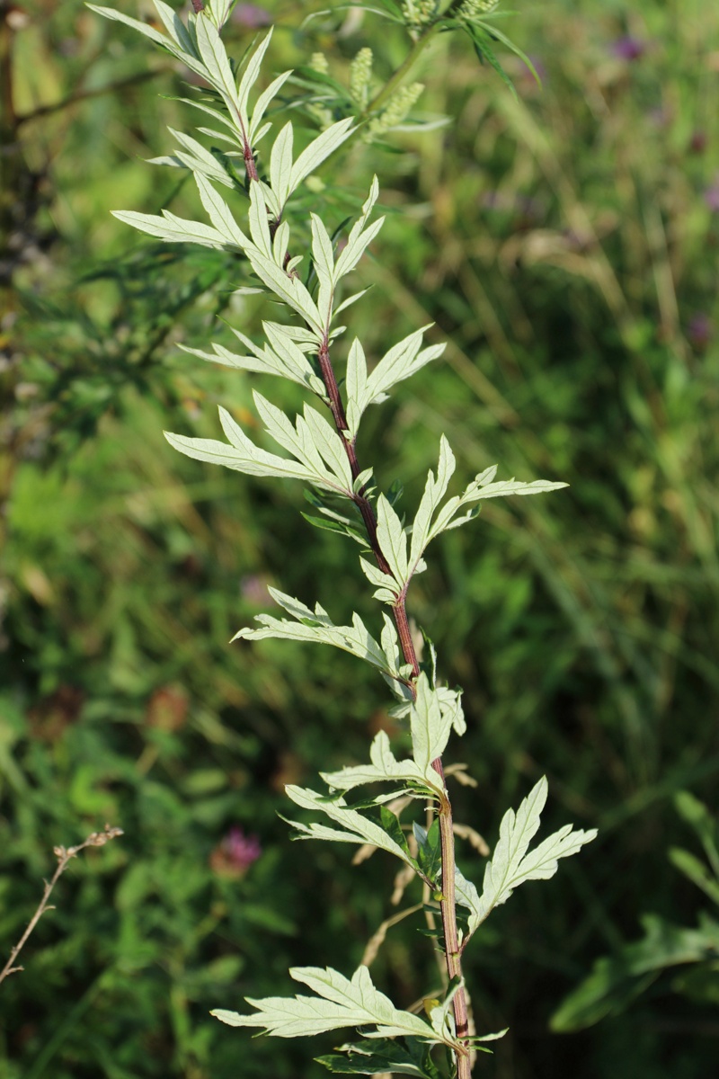 Image of Artemisia vulgaris specimen.