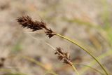 Carex arenaria. Верхушка побега с соплодием. Ленинградская обл., Кингисеппский р-н, окр. дер. Выбье близ экологической тропы; правый берег р. Выбья близ устья, подошва старой дюны за прибрежным черноольшаником, участок слабо закреплённого песка. 04.08.2024.