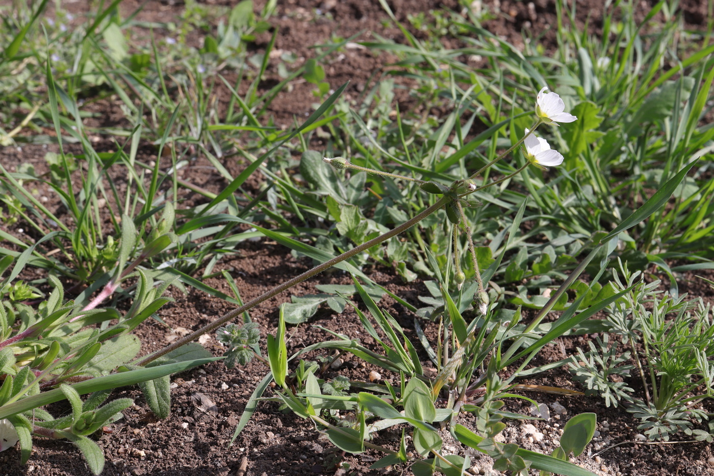 Изображение особи Holosteum glutinosum ssp. liniflorum.
