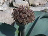 Allium karataviense. Соцветие. Казахстан, Туркестанская обл., Байдибекский р-н, предгорья хр. Сырдарьинский Каратау, ур. Ак-Мечеть, на каменисто-глинистом склоне. 29 марта 2025 г.