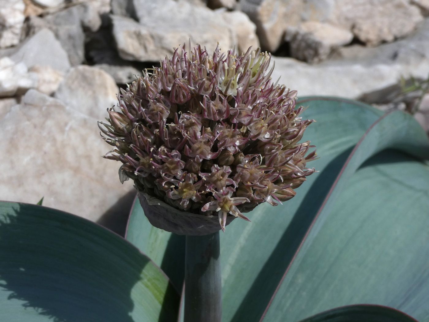 Image of Allium karataviense specimen.