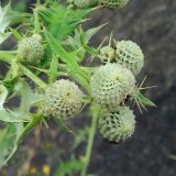Смотреть изображение род Cirsium