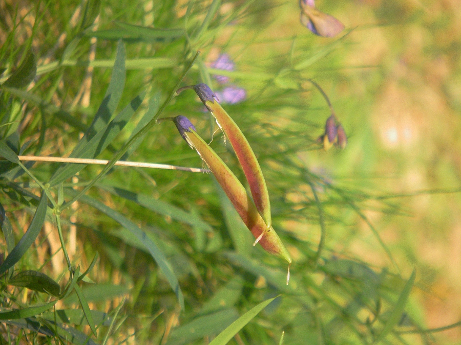 Изображение особи Lathyrus linifolius.