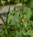 View full-size image Thalictrum simplex