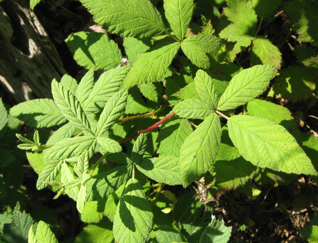 Image of genus Rubus specimen.