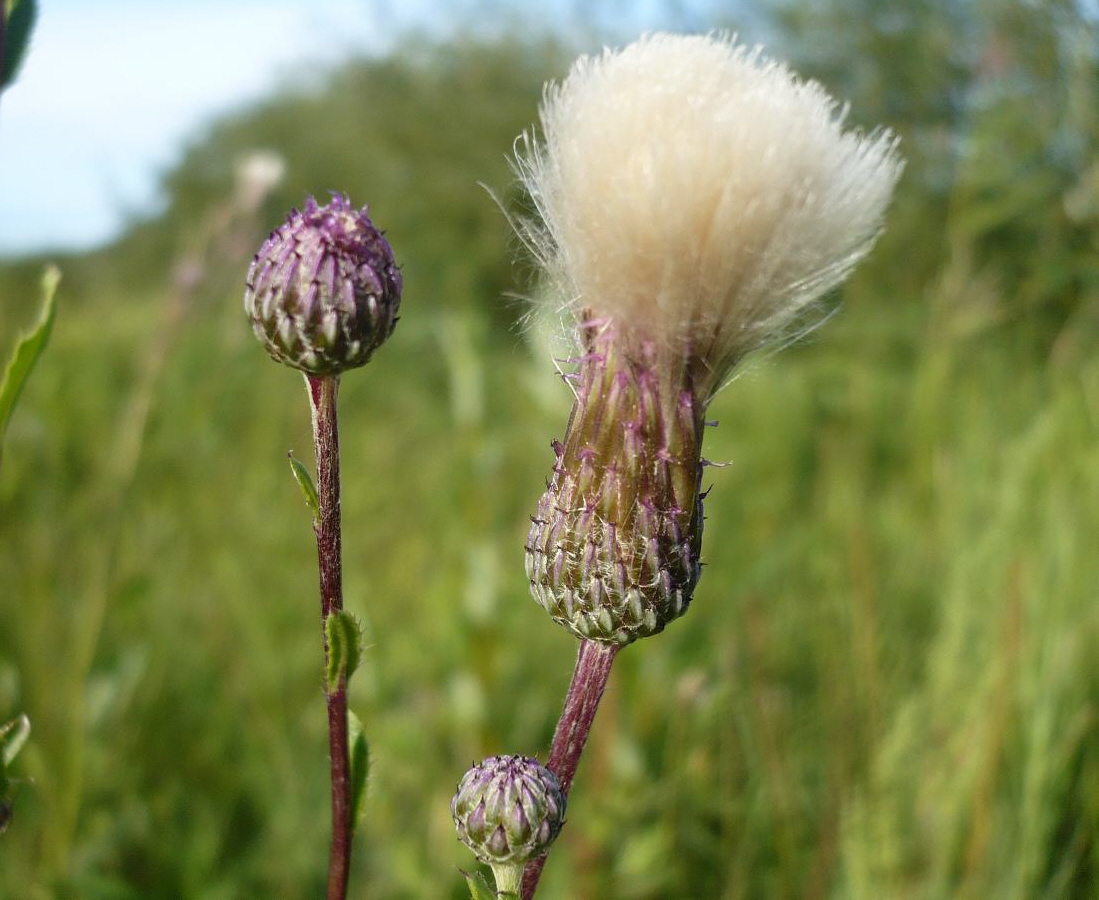 Image of Cirsium setosum var. mite specimen.