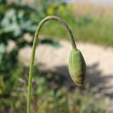 Papaver laevigatum. Цветонос с бутоном. Украина, Донецкая обл., Кривая коса, песчано-ракушечниковая терраса, НПП \"Меотида\". 09.05.2011.