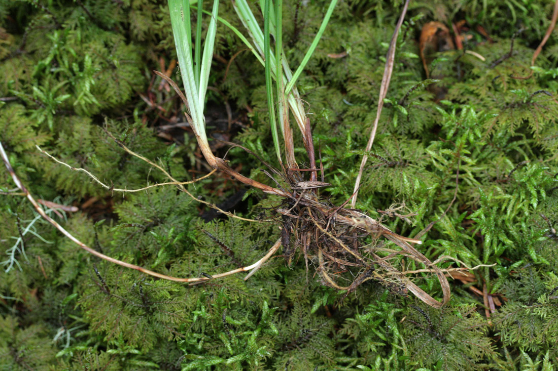 Изображение особи Carex falcata.