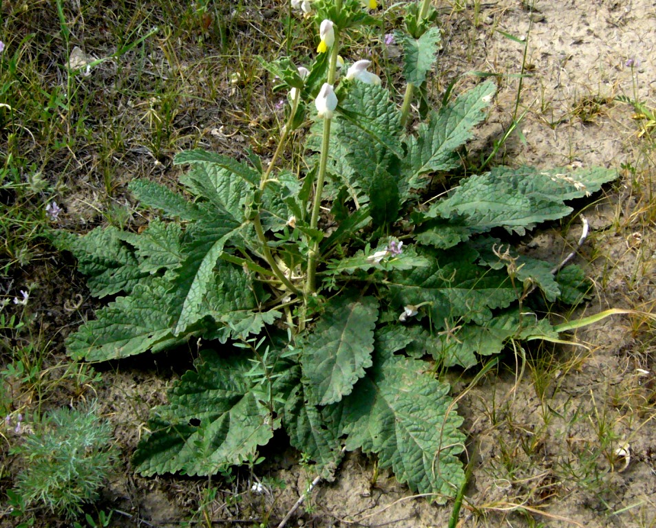 Image of Phlomoides labiosa specimen.