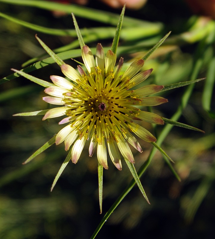 Image of Tragopogon capitatus specimen.