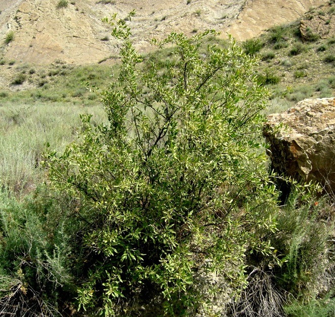 Image of Lycium kopetdaghi specimen.