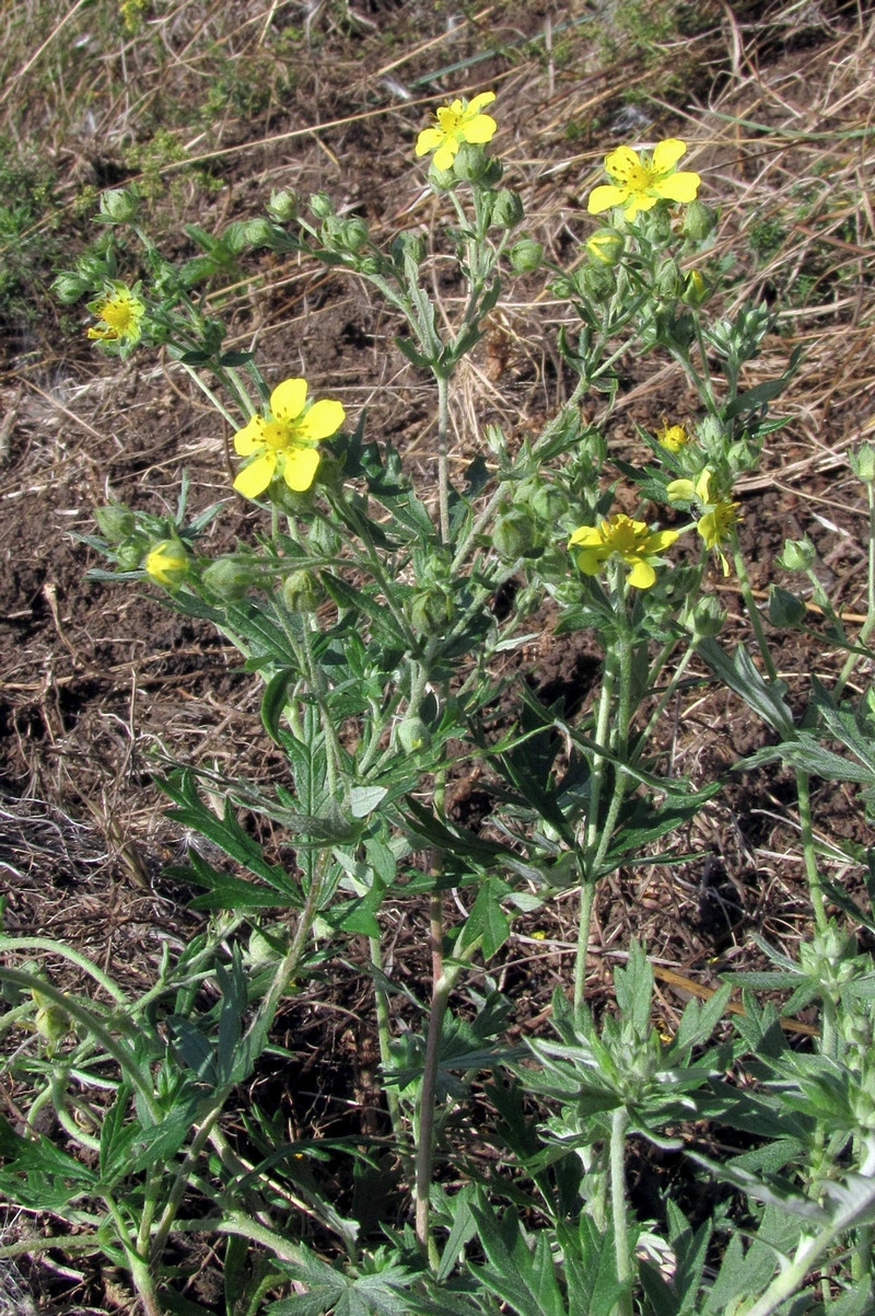 Image of Potentilla canescens specimen.