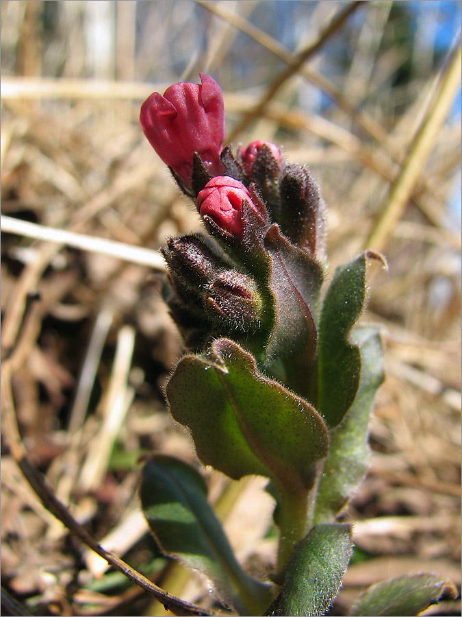 Изображение особи Pulmonaria obscura.