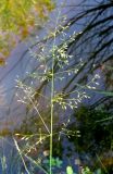 Poa palustris. Соцветие. Чувашия, Моргаушский р-н, у дороги к дер. Шомиково, канава с водой. 12.07.2011.