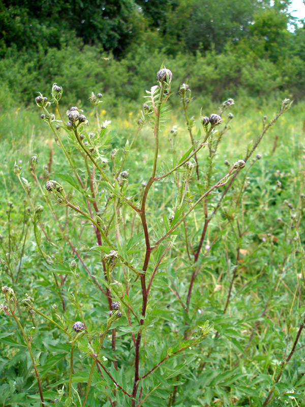 Изображение особи Serratula coronata.