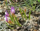 Astragalus subuliformis