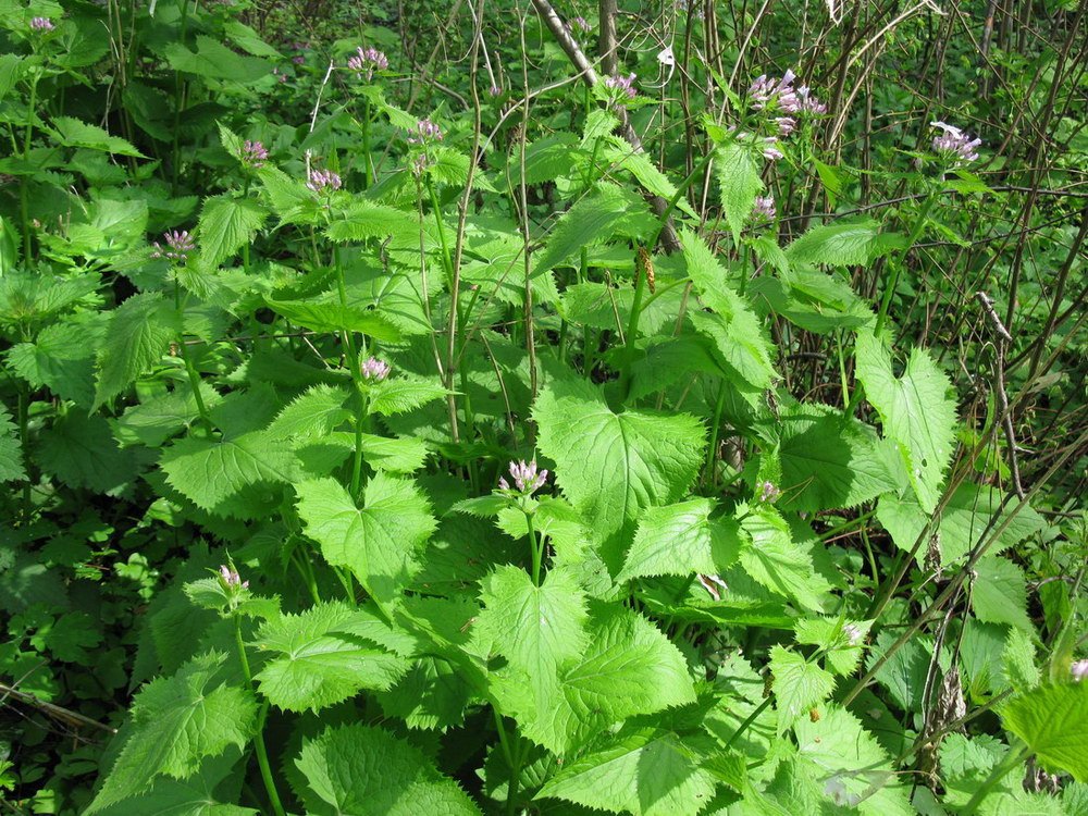 Изображение особи Lunaria rediviva.