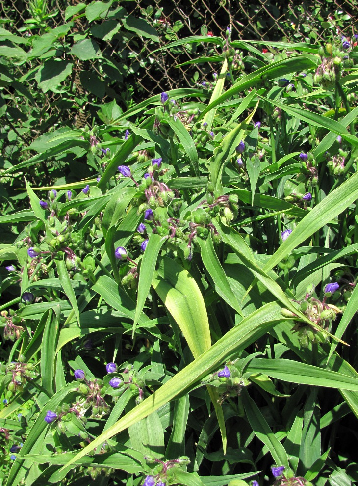 Image of Tradescantia virginiana specimen.