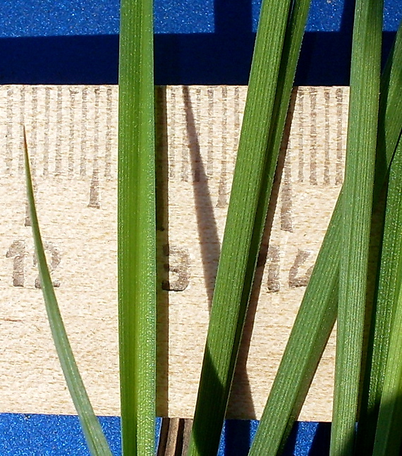 Image of Carex melanostachya specimen.