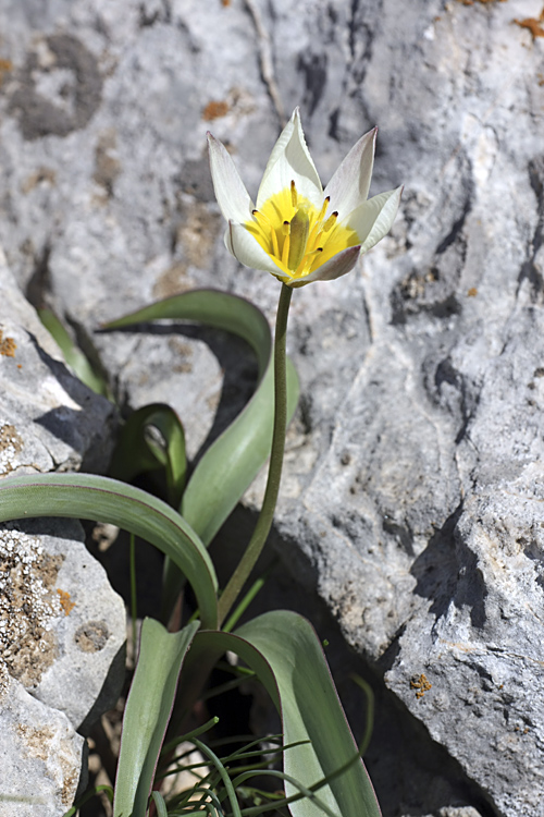 Изображение особи Tulipa turkestanica.