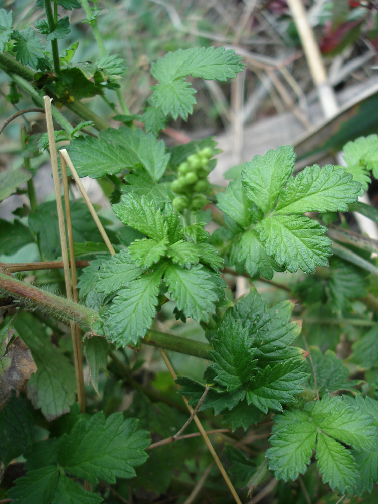 Image of Agrimonia eupatoria specimen.