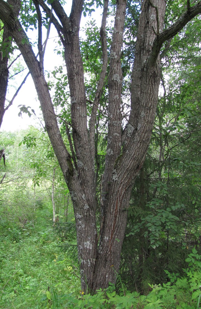 Image of Salix caprea specimen.