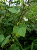Amphicarpaea japonica. Часть побега с цветками. Приморский край, г. Находка. 25.08.2012.