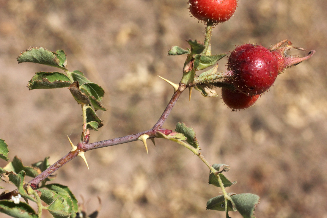 Image of Rosa maracandica specimen.