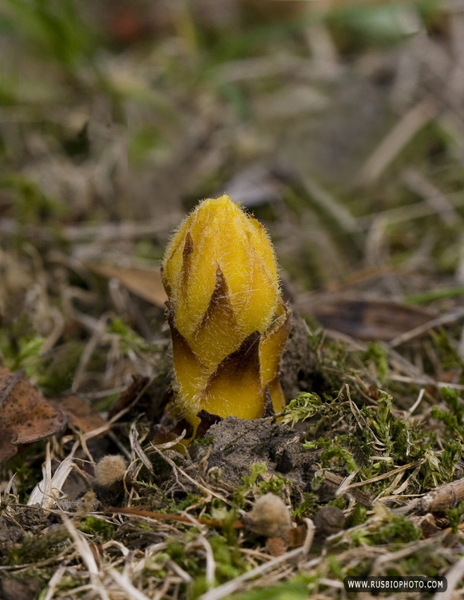 Image of Orobanche laxissima specimen.