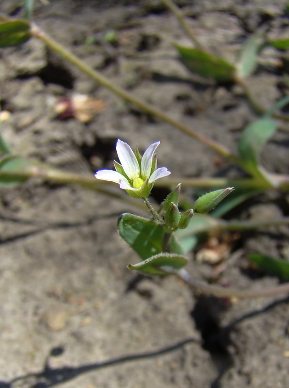 Изображение особи Holosteum umbellatum.