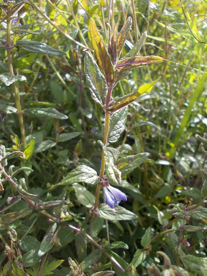 Image of Scutellaria galericulata specimen.